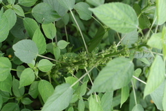 Acalypha ciliata